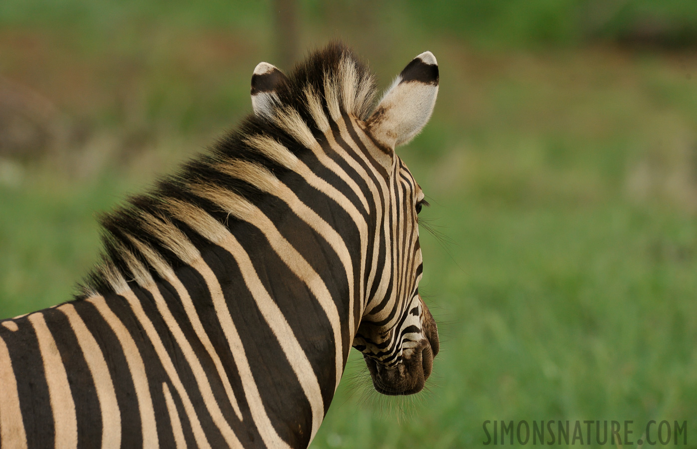 Equus quagga chapmani [550 mm, 1/640 Sek. bei f / 8.0, ISO 1000]